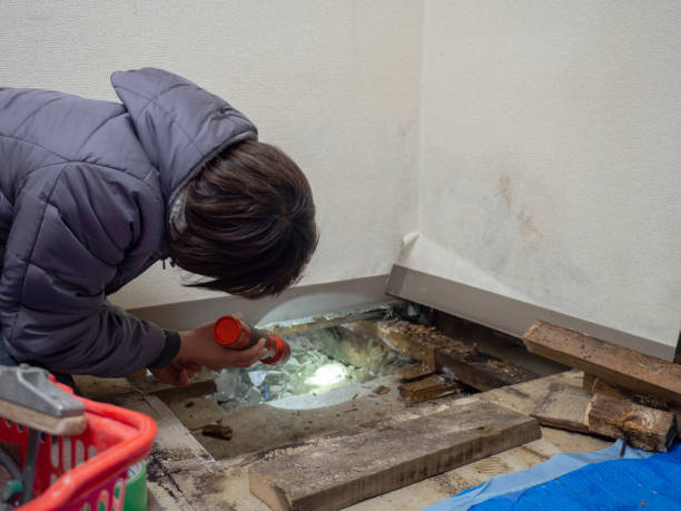 Best Mold Removal for HVAC Installations  in Questa, NM