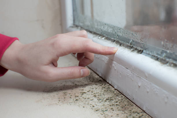 Best HVAC Mold Inspection and Cleaning  in Questa, NM