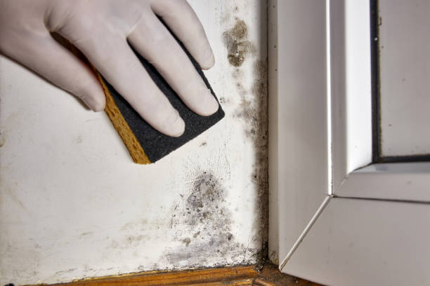 Best Dehumidification Services  in Questa, NM